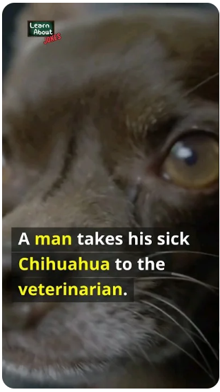 Experience Non-Stop Laughter with The Man & his Sick Chihuahua 🎭